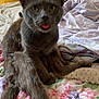 animal, bed, blanket, cat, cozy, curious, domestic, ears, eyes, feline, floral_pattern, fur, gray_cat, indoor, pets, resting, tabby_cat, tongue_out, two_cats, whiskers