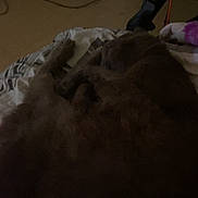 Ziggydou a rejoint le concours — aidez-le/la à gagner de superbes lots ! cat, animal, pet, sleeping, bed, blanket, indoor, resting, dark, fur, cozy, quiet, feline, curled_up, soft, home, relaxing, comfort, shadow, pattern