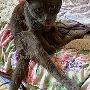 Ziggydou participe au concours pour gagner de l'argent avec cette photo : animal, bed, blanket, cable, cat, cozy, cute, ears, feline, floor, floral_pattern, fur, gray_cat, indoor, pet, resting, tabby_cat, tongue_out, two_cats, whiskers