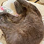 Ziggydou participe au concours pour gagner de l'argent avec cette photo : animal, blanket, cat, comfortable, cozy, curled_up, domestic, fur, furry, gray_cat, household, indoor, mammal, paw, pet, relaxed, resting, sleeping, slippers, soft