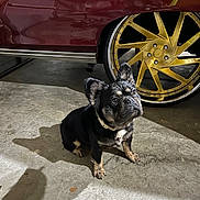 Kilo joined the competition — help win amazing prizes! dog, puppy, french_bulldog, car, wheel, rim, garage, concrete_floor, shadow, pet, animal, black_fur, brown_fur, collar, sitting, indoor, vehicle, metal, reflection, tire
