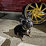 dog, puppy, french_bulldog, car, wheel, rim, garage, concrete_floor, shadow, pet, animal, black_fur, brown_fur, collar, sitting, indoor, vehicle, metal, reflection, tire