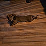 dog, puppy, dachshund, brown_fur, wooden_floor, hardwood, stretched_out, lying_down, paws, tail, cute, pet, indoor, shadow, looking_at_camera, long_body, floor_texture, small_dog, cozy, portrait