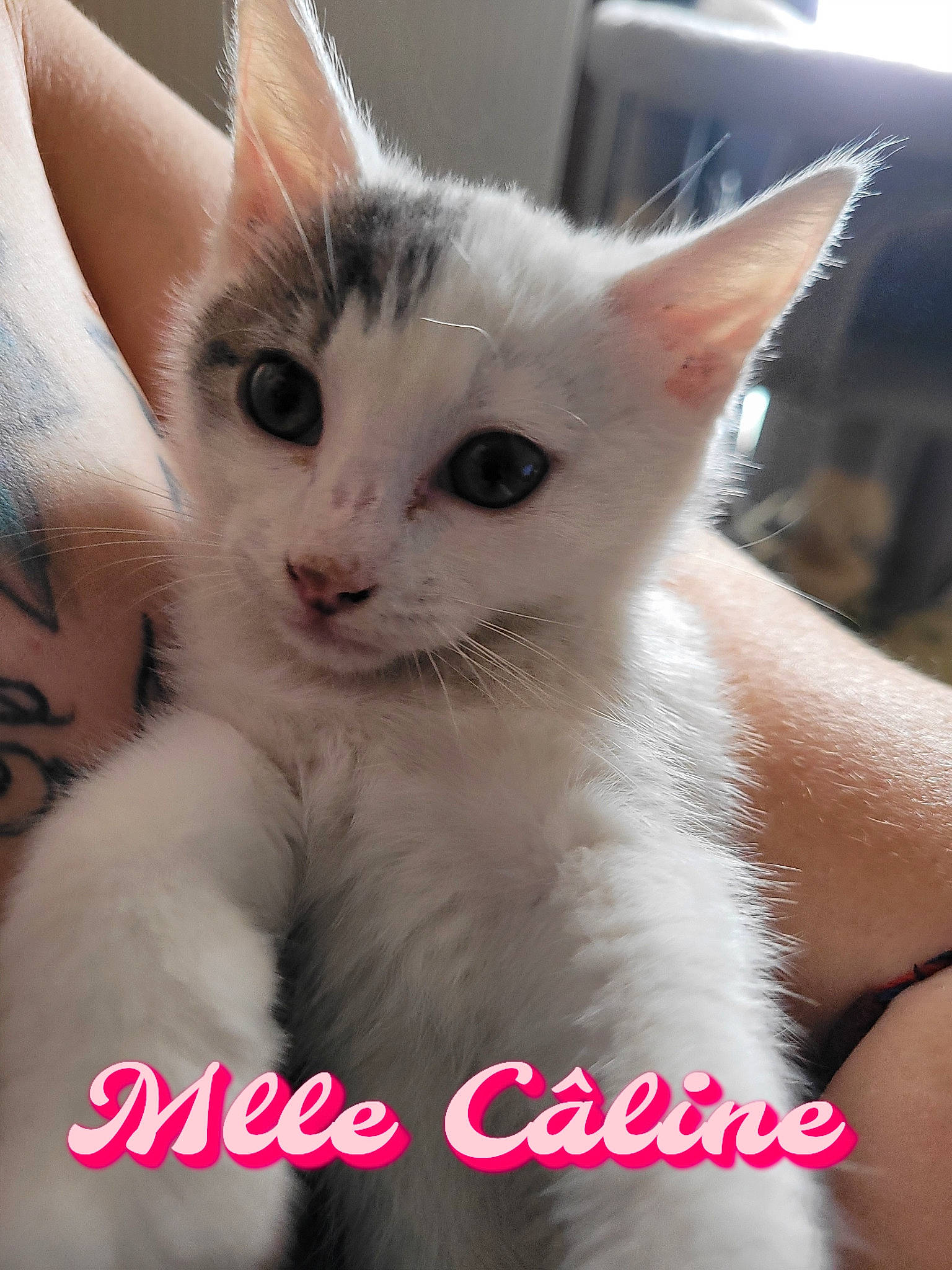 Caline a rejoint le concours — aidez-le/la à gagner de superbes lots ! carnivore, cat, claw, domestic_short_haired_cat, ear, eyelash, fawn, felidae, fur, gesture, iris, paw, photo_caption, small_to_medium_sized_cats, snout, tail, whiskers