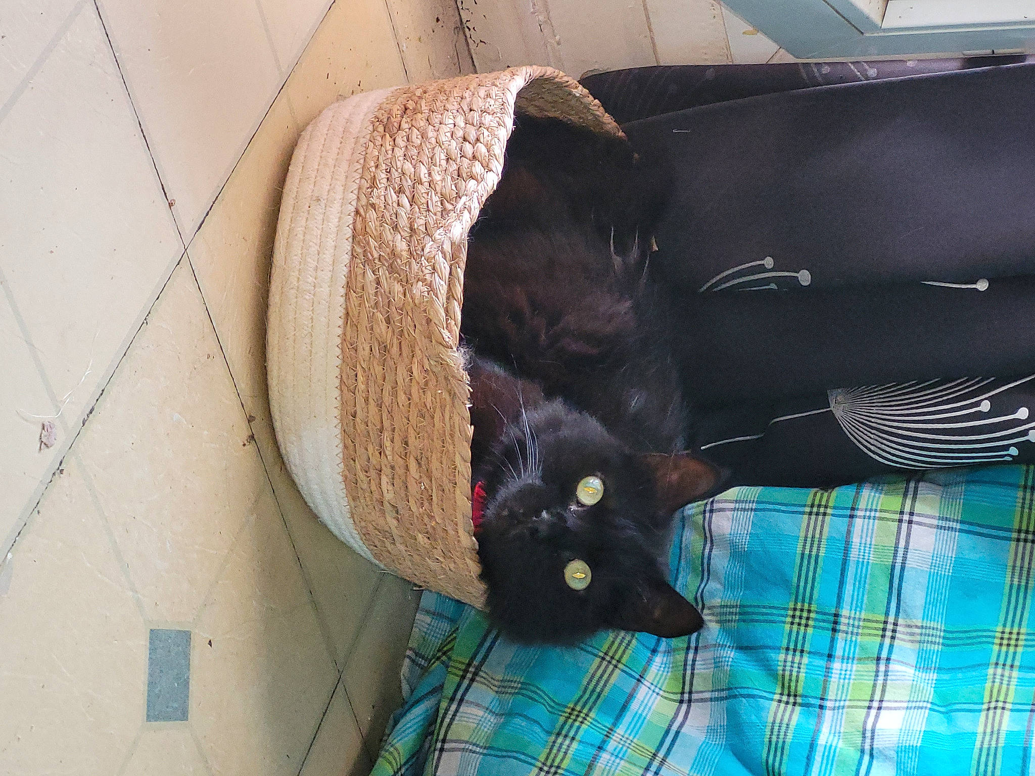 Bouba a rejoint le concours — aidez-le/la à gagner de superbes lots ! bag, bombay, carnivore, cat, cat_supply, comfort, felidae, fur, linens, pattern, pet_supply, plaid, plant, sleeve, small_to_medium_sized_cats, tail, tartan, umbrella, vertebrate, whiskers