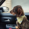 dog, brown_dog, hound, pet, animal, bandana, striped_bandana, car, vehicle, car_interior, passenger_seat, window, side_mirror, door, seatbelt, road_trip, travel, looking_out_window, motion_blur, cute
