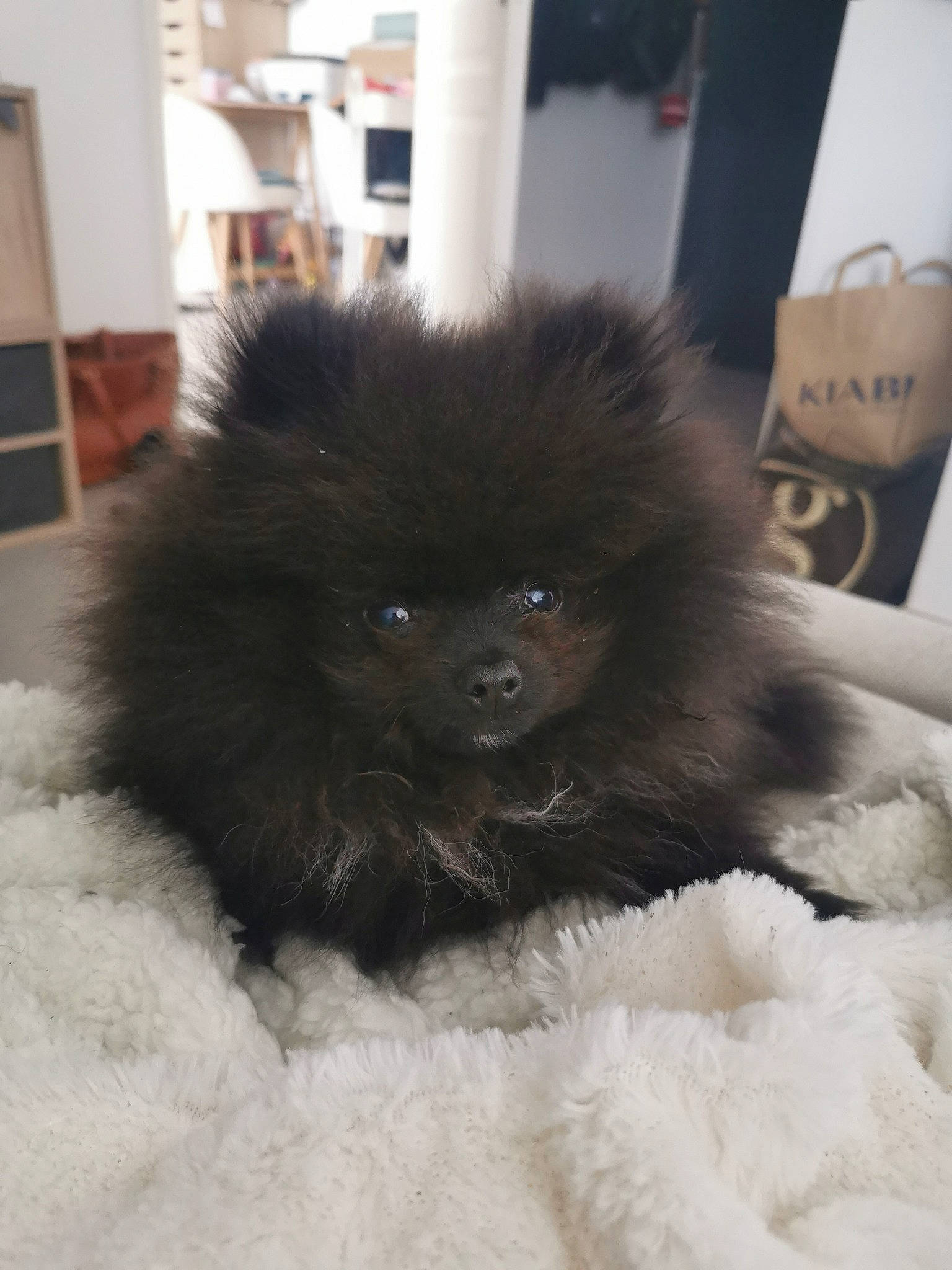 Socky participe au concours pour gagner de l'argent avec cette photo : canidae, carnivore, comfort, companion_dog, dog, dog_breed, fawn, fur, liver, non_sporting_group, paw, primate, snout, spitz, sporting_group, tail, terrestrial_animal, toy_dog, whiskers, working_animal