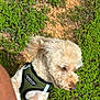 dog, pet, harness, green, outdoor, plants, soil, sunlight, fluffy, cream_colored, small_dog, fur, walking, nature, grass, summer, animal, canine, daylight, garden