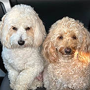 Molly is registered to the contest to win money with this photo: dog, pet, fluffy, curly_hair, car_seat, animal, cute, companion, fur, sitting, indoors, calm, portrait, two_dogs, mammal, domestic_animal, friendly, close_up, leisure, companionship