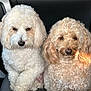 dog, pet, fluffy, curly_hair, car_seat, animal, cute, companion, fur, sitting, indoors, calm, portrait, two_dogs, mammal, domestic_animal, friendly, close_up, leisure, companionship