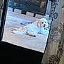 Molly is registered to the contest to win money with this photo: dog, white_dog, curious, lying_down, patio, concrete_floor, fireplace, outdoor, curtain, floral_pattern, window_frame, door_frame, furniture, relaxed, pet, home, backyard, looking_back, cozy, daylight
