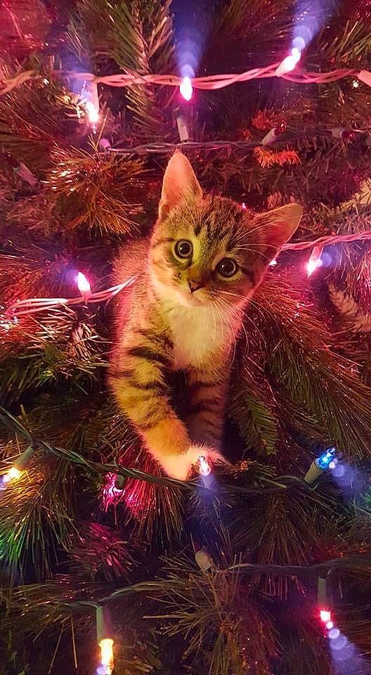 Cleopatra is registered to the contest to win money with this photo: branch, carnivore, cat, christmas, christmas_decoration, christmas_eve, christmas_ornament, christmas_tree, event, evergreen, felidae, holiday, light, lighting, midnight, ornament, small_to_medium_sized_cats, space, whiskers, woody_plant