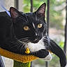 cat, tuxedo_cat, black_and_white, feline, golden_eyes, whiskers, ears, bell, collar, cat_tree, scratching_post, lounging, sitting, indoor, window, blurred_background, greenery, portrait, close_up, pet