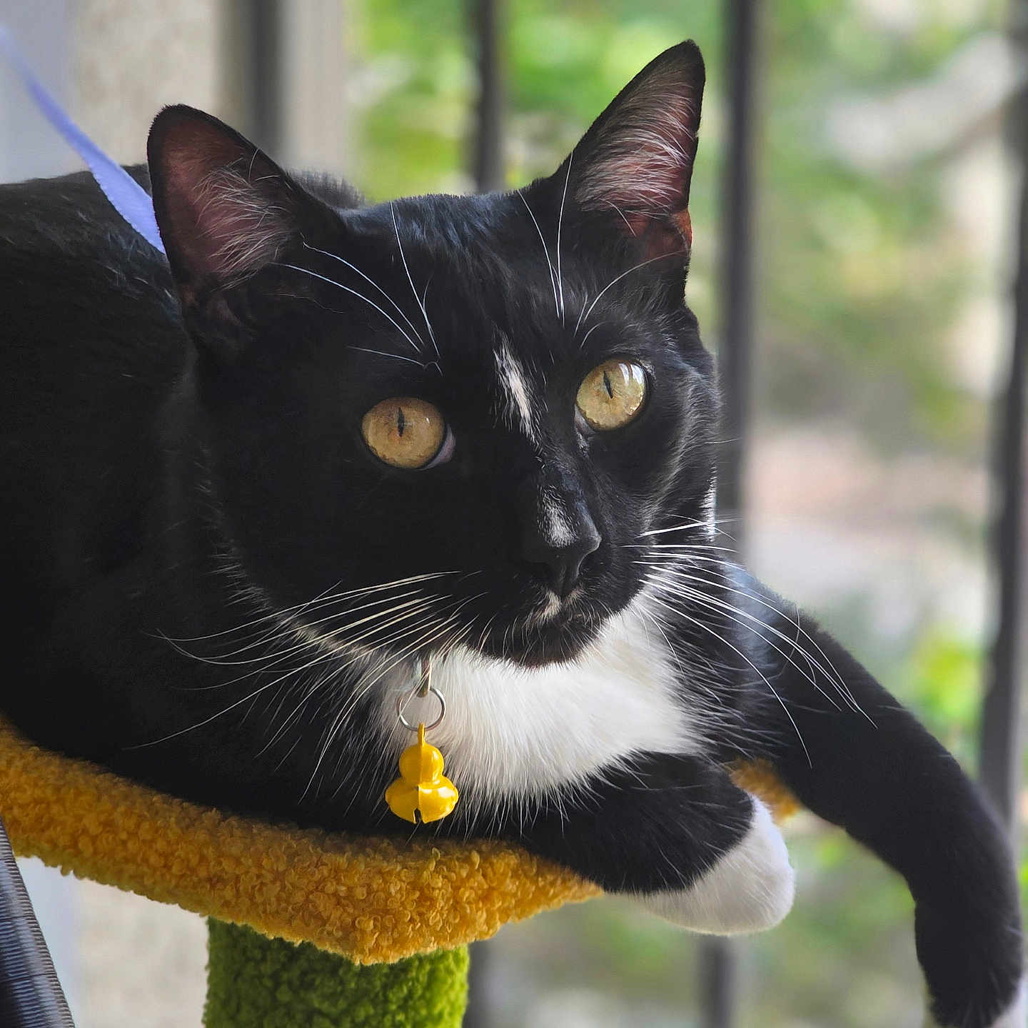 Chimuelo joined the competition — help win amazing prizes! cat, tuxedo_cat, black_and_white, feline, golden_eyes, whiskers, ears, bell, collar, cat_tree, scratching_post, lounging, sitting, indoor, window, blurred_background, greenery, portrait, close_up, pet