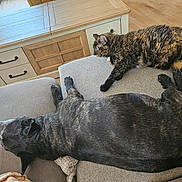 Iris a rejoint le concours — aidez-le/la à gagner de superbes lots ! dog, cat, pets, sofa, couch, indoor, living_room, tortoiseshell_cat, black_dog, sleeping, lying_down,  lounging, fur, animal, home, furniture, wooden_floor, cozy, relaxed, pet_companions