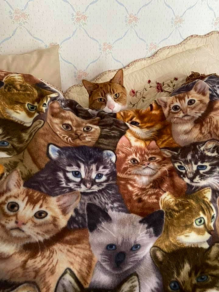 Jojo joined the competition — help win amazing prizes! art, carnivore, cat, collage, event, fawn, felidae, fur, groundcover, organism, pattern, small_to_medium_sized_cats, snout, terrestrial_animal, whiskers, wildlife