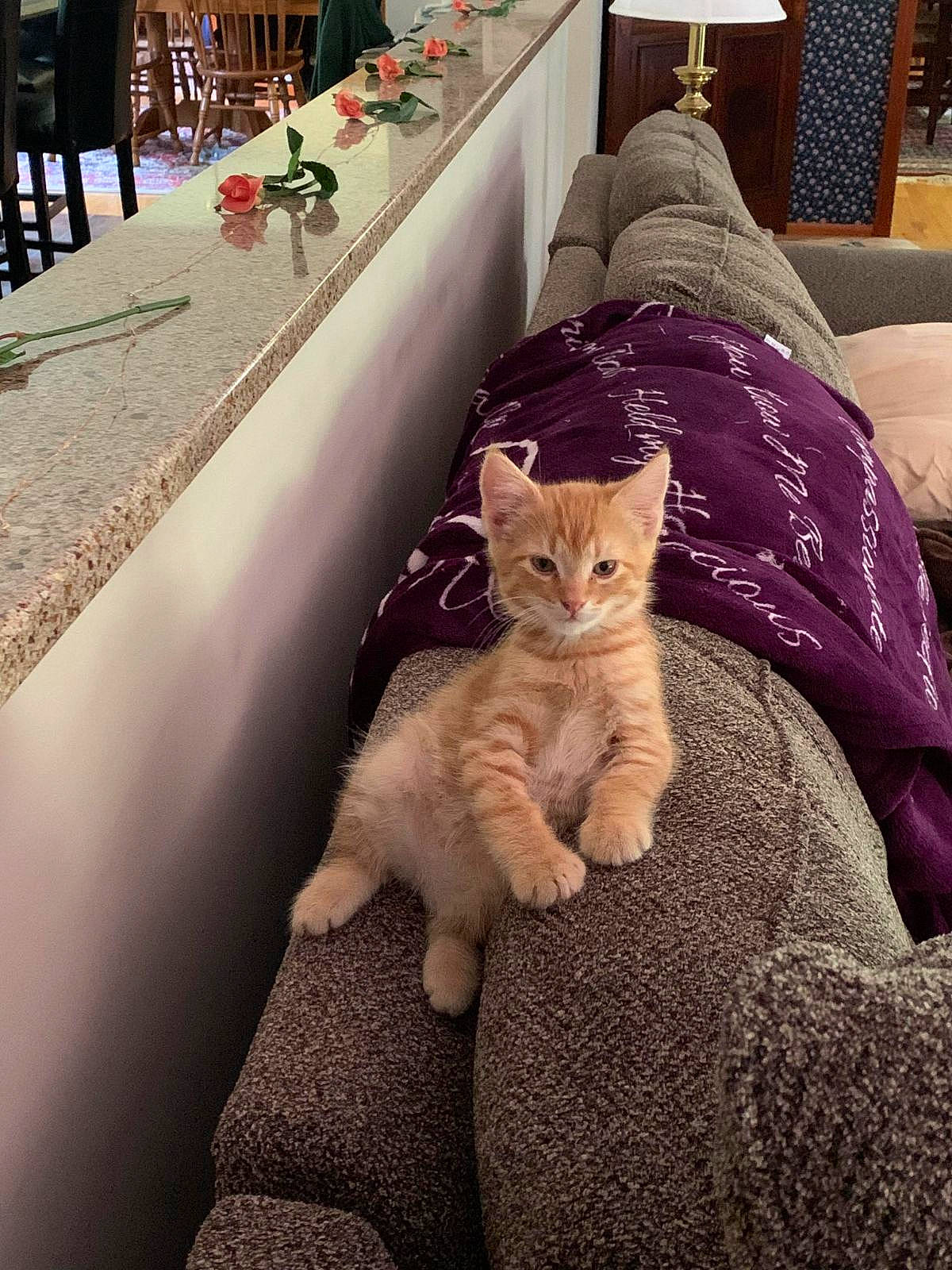 Ollie joined the competition — help win amazing prizes! carnivore, cat, chair, comfort, couch, fawn, felidae, flooring, human_leg, lap, linens, plant, small_to_medium_sized_cats, table, tail, textile, tints_and_shades, tree, whiskers, wood