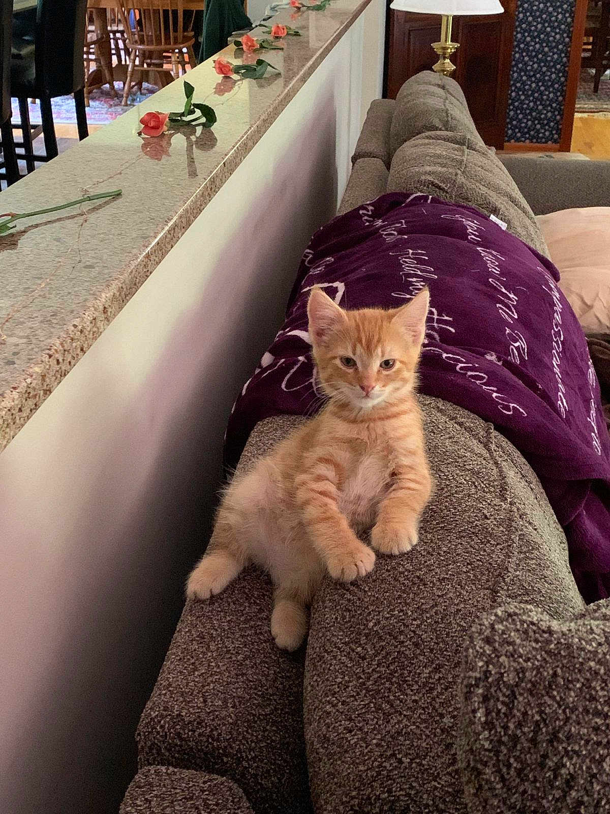 Ollie