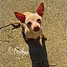 chihuahua, dog, puppy, small_dog, tan_fur, large_ears, upright_ears, black_eyes, pink_nose, outdoor, sunlight, concrete, pavement, cracks, shadow, standing, looking_up, portrait, daytime, text_overlay