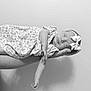 baby, newborn, sleeping, black_and_white, bow, floral_dress, infant, hand, portrait, peaceful, cute, child, person, soft_lighting, monochrome, tenderness, calm, small_hand, headband, studio