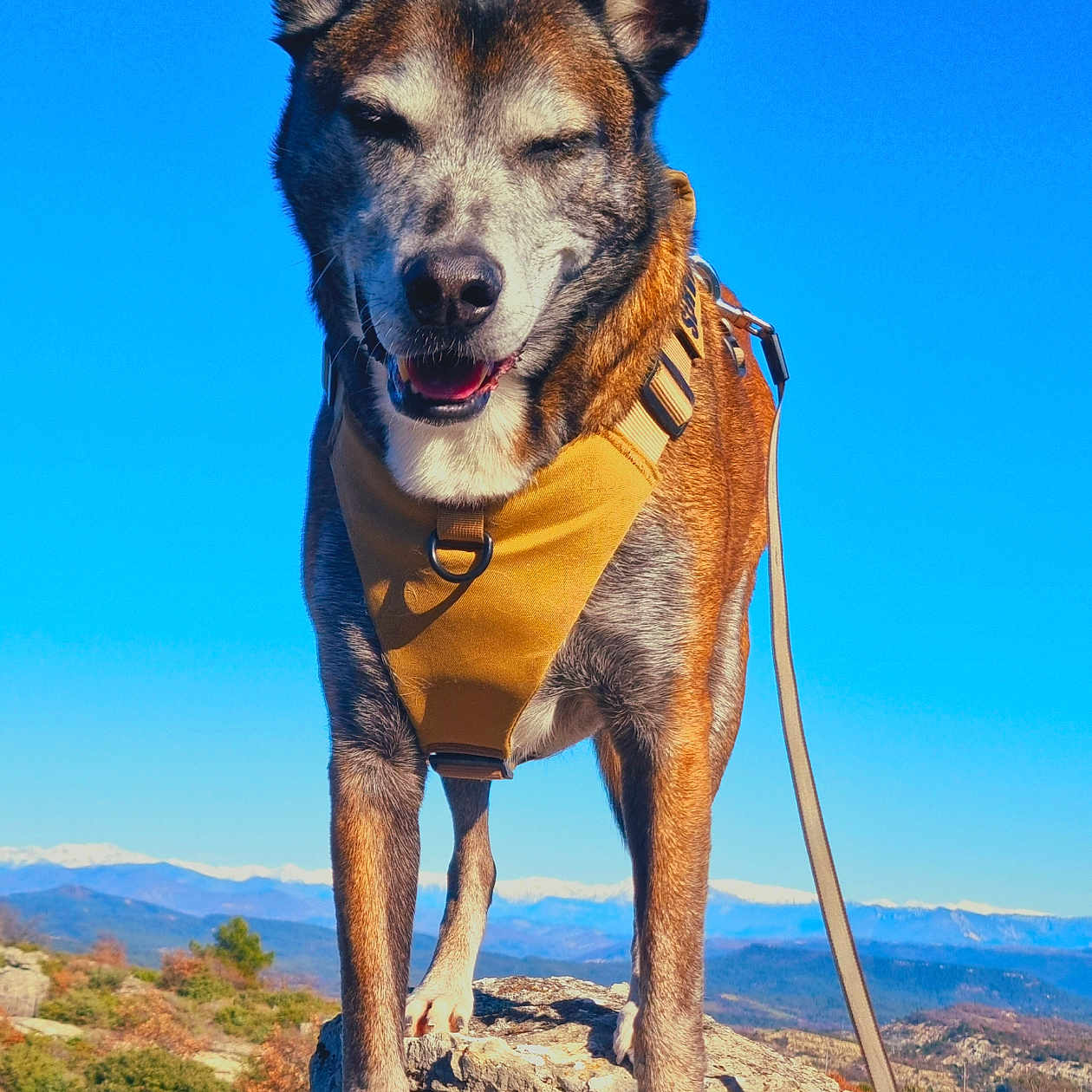 Volt a rejoint le concours — aidez-le/la à gagner de superbes lots ! accessories, animal, canine, dog, germanshepherd, harness, hound, husky, leash, nature, outdoors, pet, policedog, puppy, rock, sky, slate, snow, soil, strap