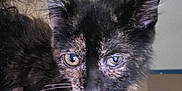 Toots is registered to the contest to win money with this photo: animal, blue_trim, cat, closeup, curious, ears, eyes, face, feline, fur, hair, indoor, kitten, person, pet, shoulder, skin, tortoiseshell, wall, whiskers