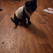 Toots joined the competition — help win amazing prizes! cat, sweater, wooden_floor, indoor, pet, furniture, chair, animal, cozy, black_cat, flooring, small_animal, sitting, knitwear, domestic_cat, quiet, low_light, home, floor, cute