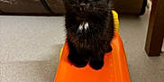 Midnight joined the competition — help win amazing prizes! black_kitten, cat, orange_toy, indoor, curious, pet, floor, wide_eyes, fur, small_animal, toy_vehicle, playful, cute, domestic_animal, animal_face, sitting, looking, whiskers, ears, young_cat