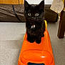black_kitten, cat, orange_toy, indoor, curious, pet, floor, wide_eyes, fur, small_animal, toy_vehicle, playful, cute, domestic_animal, animal_face, sitting, looking, whiskers, ears, young_cat