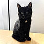 black_cat, kitten, pet, animal, feline, cute, sitting, wooden_table, indoor, curious, young, small, fur, whiskers, ears, eyes, domestic_animal, mammal, portrait, table