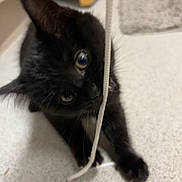 Midnight joined the competition — help win amazing prizes! kitten, black_cat, playful, string, indoor, floor, curious, paw, whiskers, closeup, pet, young_animal, cute, animal, feline, toy, small, domestic_cat, fun, exploring