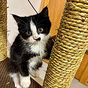 Luna joined the competition — help win amazing prizes! kitten, cat, black_and_white, pets, scratching_post, indoor, cute, animal, feline, young, fur, whiskers, claw, playful, closeup, curious, paw, eye_contact, small, domestic