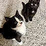 Luna is registered to the contest to win money with this photo: kitten, cat, black_cat, tuxedo_cat, pet, indoor, carpet, cute, fluffy, fur, whiskers, animal, domestic_animal, looking_up, two_animals, young, playful, adorable, small, feline