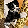 Luna joined the competition — help win amazing prizes! kitten, cat, black_and_white, scratching_post, paw, fur, whiskers, indoor, curious, pet, animal, climbing, playful, close_up, young, cute, feline, claw, texture, home