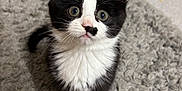 Luna is registered to the contest to win money with this photo: kitten, cat, black_and_white, pet, animal, fur, whiskers, eyes, cute, young, indoor, carpet, soft, small, mammal, feline, portrait, sitting, curious, adorable