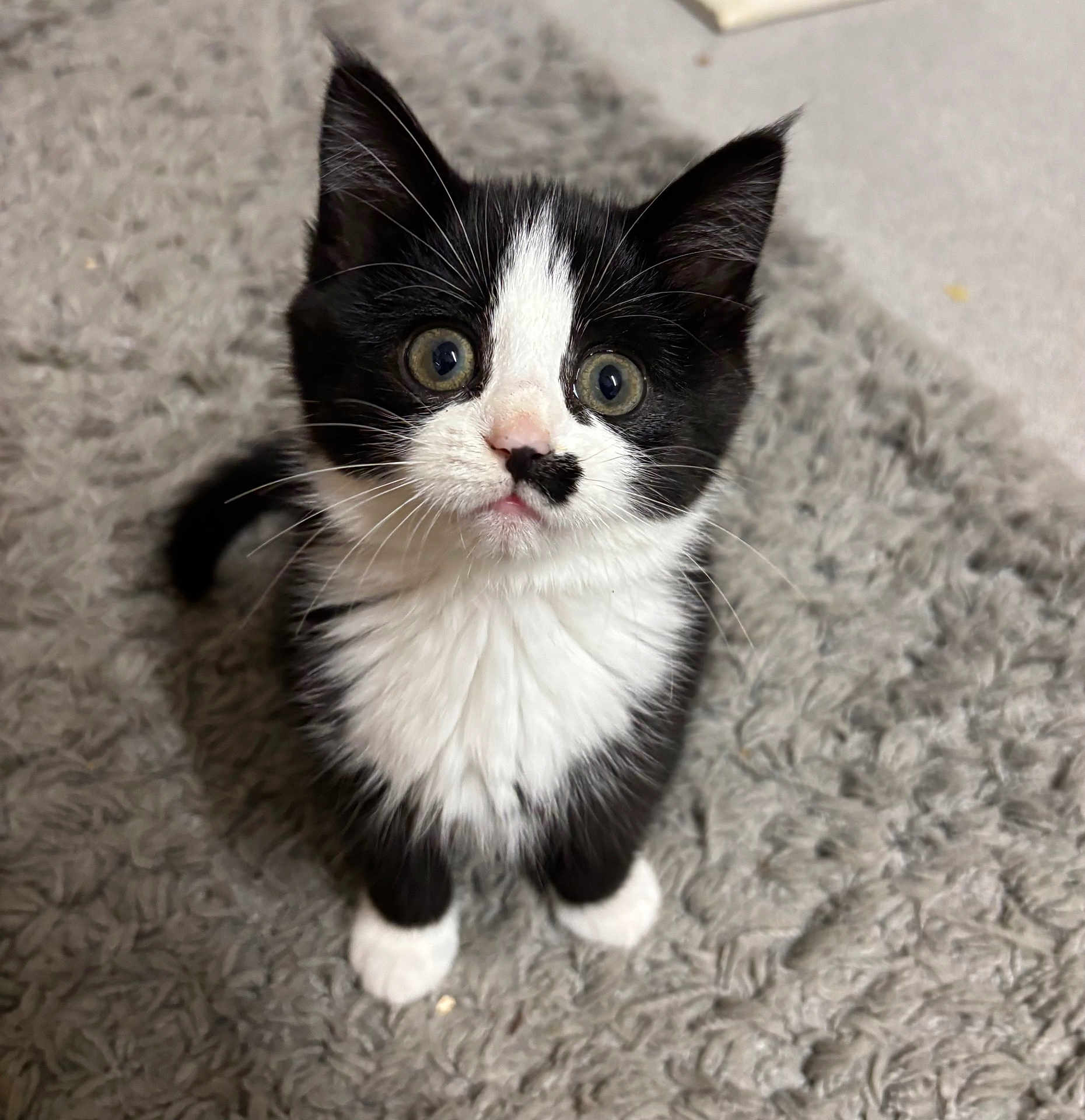 Luna is registered to the contest to win money with this photo: kitten, cat, black_and_white, pet, animal, fur, whiskers, eyes, cute, young, indoor, carpet, soft, small, mammal, feline, portrait, sitting, curious, adorable