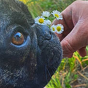 Shelby a rejoint le concours — aidez-le/la à gagner de superbes lots ! beach, black_dog, blurred_background, close_up, daisy, dog, eye, flip_flop, flower, footwear, grass, hand, leg, nature, outdoor, person, relaxation, snout, summer, whiskers