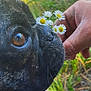 beach, black_dog, blurred_background, close_up, daisy, dog, eye, flip_flop, flower, footwear, grass, hand, leg, nature, outdoor, person, relaxation, snout, summer, whiskers