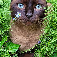 Mya participe au concours pour gagner de l'argent avec cette photo : cat, siamese, blue_eyes, close_up, greenery, plants, flowers, nature, outdoor, fur, whiskers, animal, pet, portrait, curious, wildlife, eyes, muzzle, leaf, garden