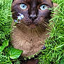 cat, siamese, blue_eyes, close_up, greenery, plants, flowers, nature, outdoor, fur, whiskers, animal, pet, portrait, curious, wildlife, eyes, muzzle, leaf, garden