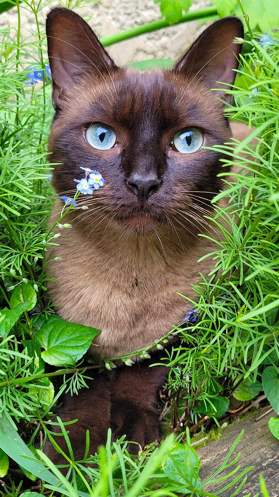 Mya