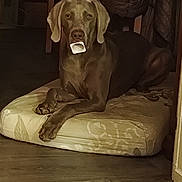 Katmaï a rejoint le concours — aidez-le/la à gagner de superbes lots ! brown, cozy, cushion, dog, dog_bed, floppy_ears, front_facing, furniture, gray_coat, home, indoors, living_room, looking_at_camera, object_in_mouth, open_mouth, pet, portrait, sitting, weimaraner, wood_floor