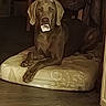 brown, cozy, cushion, dog, dog_bed, floppy_ears, front_facing, furniture, gray_coat, home, indoors, living_room, looking_at_camera, object_in_mouth, open_mouth, pet, portrait, sitting, weimaraner, wood_floor
