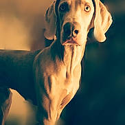 Oskar-germain Du Chêne Sessile participe au concours pour gagner de l'argent avec cette photo : canidae, carnivore, dog, dog_breed, fawn, gun_dog, hunting_dog, liver, mammal, pointing_breed, snout, sporting_group, vertebrate, vizsla, weimaraner, working_dog