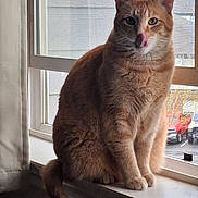 Kitty is registered to the contest to win money with this photo: animal, cat, close_up, cozy, curious, daylight, domestic_cat, ears, feline, fur, indoor, licking, orange_tabby, pet, rain, sitting, tail, whiskers, window, windowsill