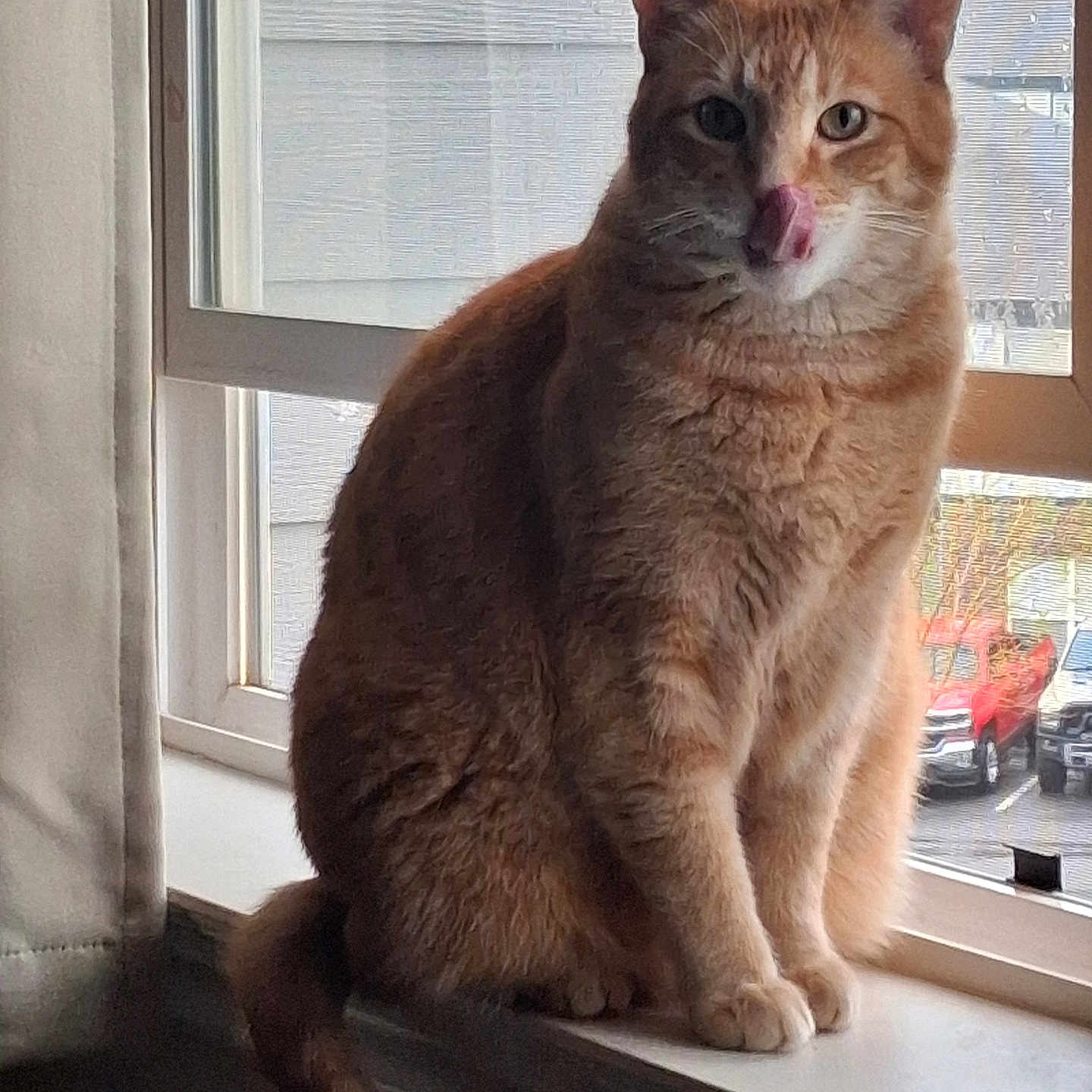 Kitty