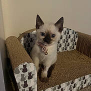 Cinnamon joined the competition — help win amazing prizes! kitten, cat, siamese, pet, animal, indoor, furniture, couch, cardboard, collar, bow, cute, small, young, blue_eyes, fur, whiskers, floor, home, curious