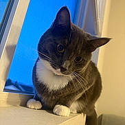 Shadow joined the competition — help win amazing prizes! cat, gray_cat, white_paws, windowsill, window_screen, indoor, evening, curious, pet, animal, whiskers, closeup, feline, portrait, domestic_cat, cute, head_tilt, soft_lighting, blue_sky, indoors