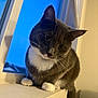 animal, blue_sky, cat, closeup, curious, cute, domestic_cat, evening, feline, gray_cat, head_tilt, indoor, indoors, pet, portrait, soft_lighting, whiskers, white_paws, window_screen, windowsill