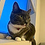 Shadow joined the competition — help win amazing prizes! cat, gray_cat, white_paws, yellow_eyes, windowsill, indoor, pet, feline, curious, whiskers, collar, domestic_cat, window, blue_shade, close_up, animal, sitting, looking_away, house, fur